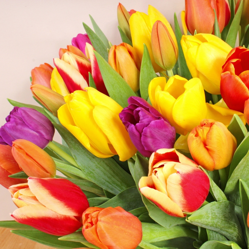 50 Mixed Tulips