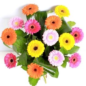 Vibrant Germini Hand tied