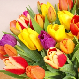 50 Mixed Tulips